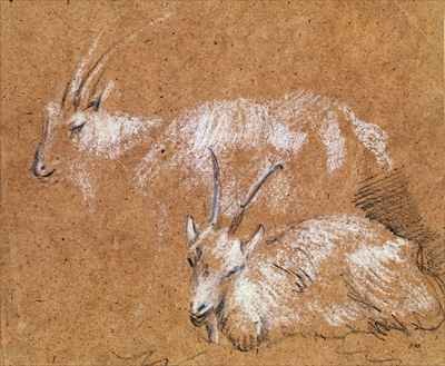 Study of Goats