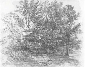 Woodland scene